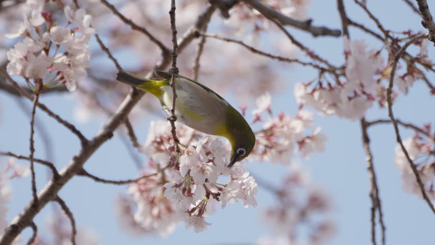 Cherry blossoms in full bloom and Japanese white-eyes – a scene that evokes the arrival of spring.