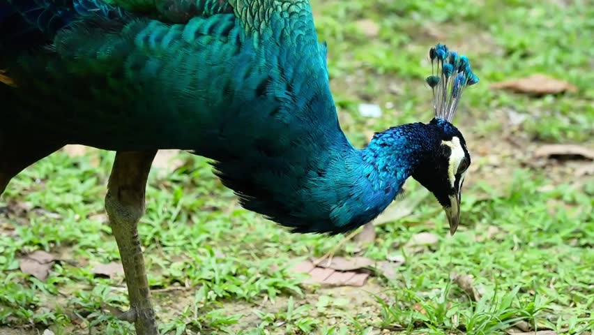 blue peacock in the park, peacock foraging on the ground, close up of blue peacock eating