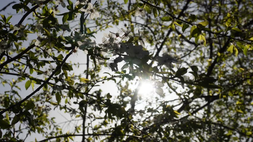 Sunlight shining through spring blossom tree branches with bird singing audio
