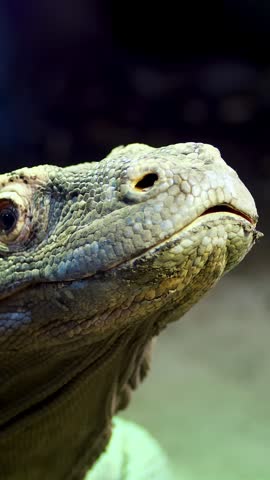 Komodo Dragon. close-up, a lizard from the island of Komodo, a large lizard, put out the tongue