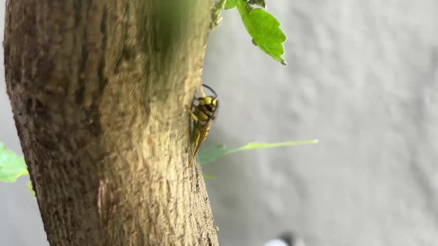 Extreme close up side profile of a wasp resting on a tree trunk in nature