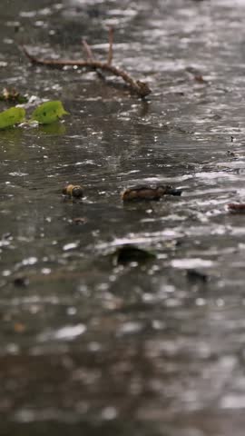 Close-up, rain dripping onto the path. summer rain, a thunderstorm, a heavy downpour at the recreation center, in a pine forest, park. water flows down in large drops