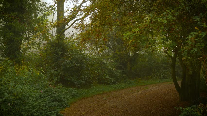 Pathway winding through misty woodland surrounded by thick green foliage. Morning mist crawling over ground painting surreal image. Trail curving through foggy forest bordered by dense vegetation