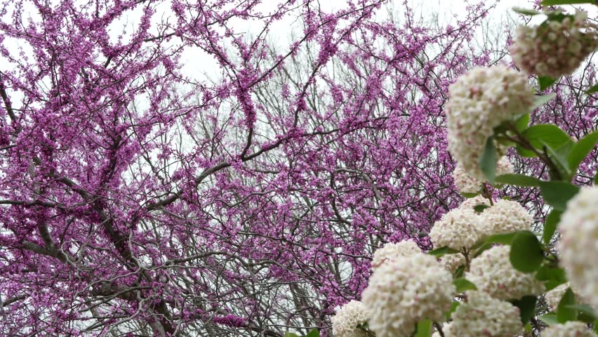 Camera pans in a circular motion beneath a hydrangea bush while focusing on a blooming, pink redbud.