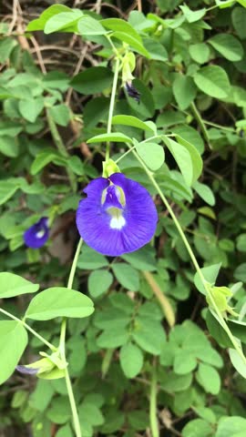 Butterfly Pea (Clitoria ternatea), well-known for its vibrant blue flowers or bunga telang. These flowers are often used as a natural food coloring or steeped to make blue tea. Vertical frame