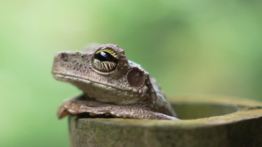 A detailed portrait of a patterned treefrog clinging to jungle leaves at night