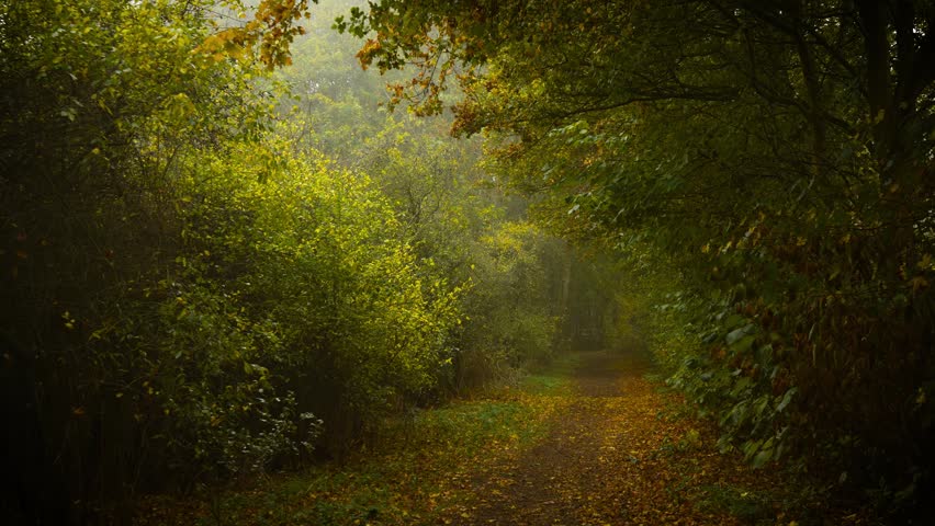 Leaf covered path stretching through green autumn forest surrounded by soft misty glow. Faint fog rising in pale light carrying secret emotion. Dirt trail passing between lush trees and golden foliage