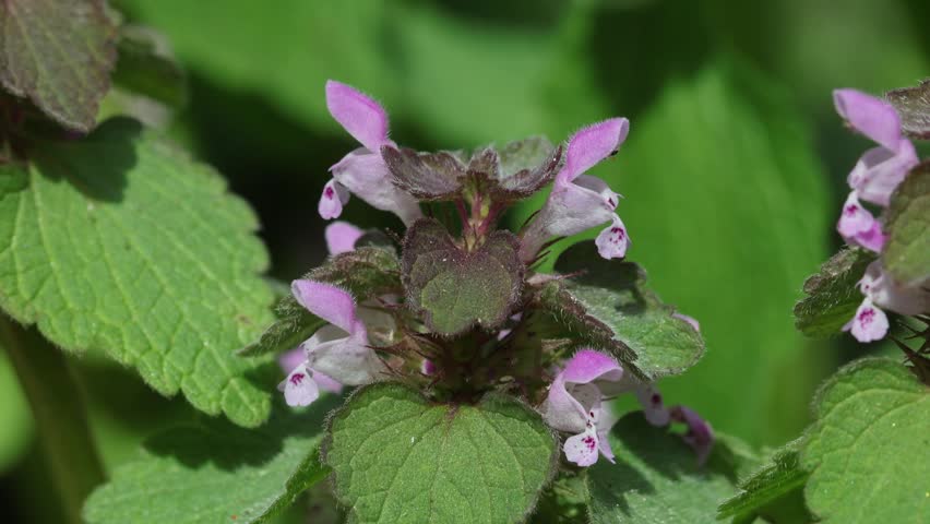Closeup of a Red Dead Nettle flower, Lamium purpureum. Spring. UK