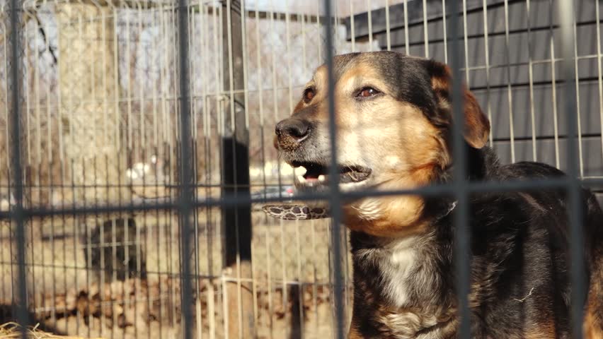 Friendly mixed breed dog with black and tan fur wagging its tail inside a metal cage, mouth open in a joyful expression, lit by warm sunlight in an outdoor shelter.