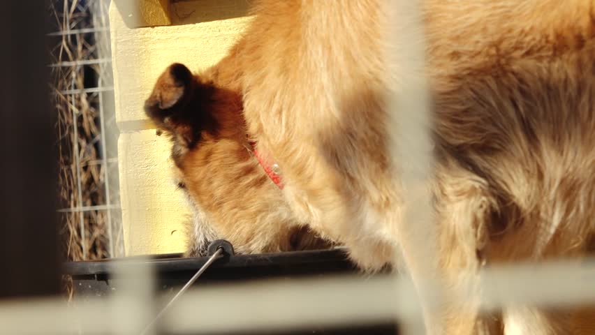 Friendly mixed breed dog with black and tan fur wagging its tail inside a metal cage, mouth open in a joyful expression, lit by warm sunlight in an outdoor shelter.