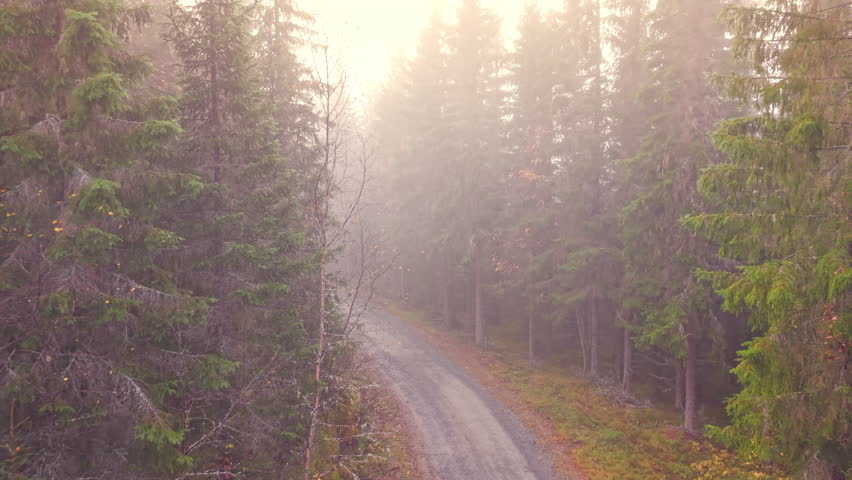 Aerial view of a forest road surrounded by trees with soft sunlight diffusing through fog. Calm and atmospheric landscape in northern Europe.