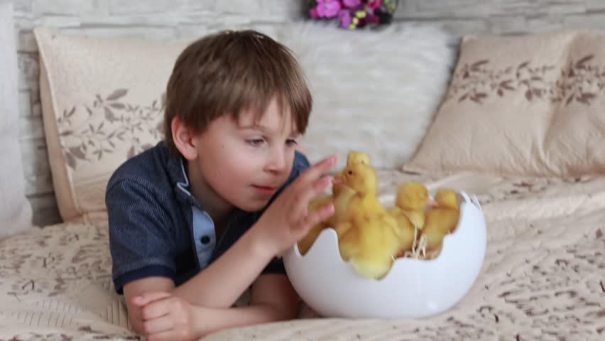Happy beautiful child, kid, playing with small beautiful ducklings, cute fluffy animal birds