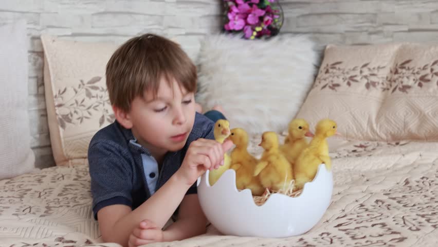 Happy beautiful child, kid, playing with small beautiful ducklings, cute fluffy animal birds