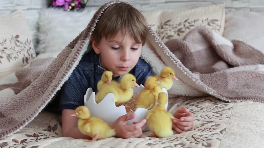 Happy beautiful child, kid, playing with small beautiful ducklings, cute fluffy animal birds