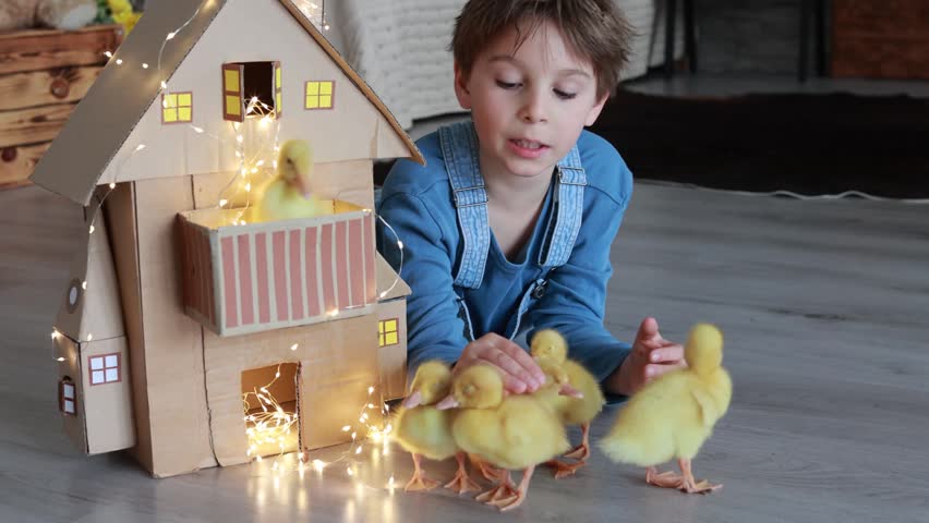 Happy beautiful child, kid, playing with small beautiful ducklings, cute fluffy animal birds