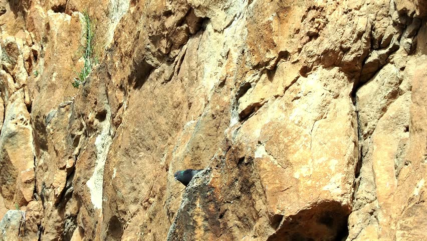 Rock dove peering over the edge of the cliff.