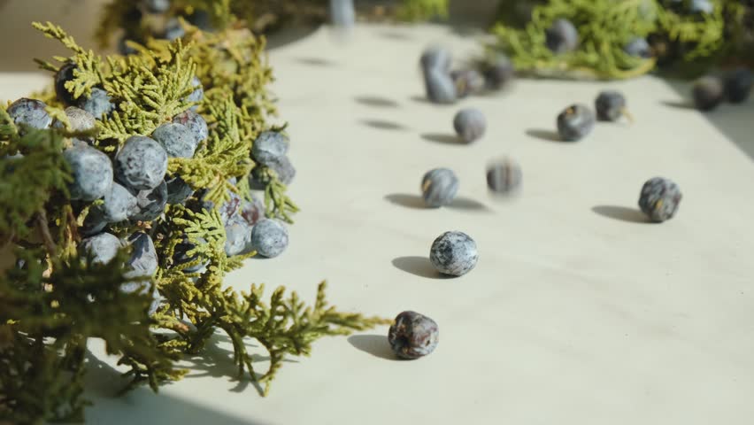 Pouring dark berries with blue bloom onto table for drying and sorting from debris. Harvest of edible juniper berries falls on table. Sunlight lights berries collected in forest. Conifer juniper.