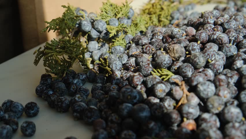 Male hand gently spreads and smooths pile of black juniper berries on table. Man dries forest picked dark berries with blue tint in sunlight. Alternative medicine infusions and tinctures.