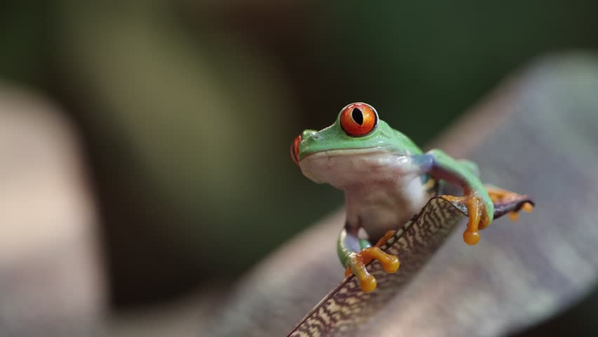 Footage Red-eyed tree frog climbing on leaves, Red-eyed tree frog (Agalychnis callidryas) closeup on leaves, Green tree frog footage