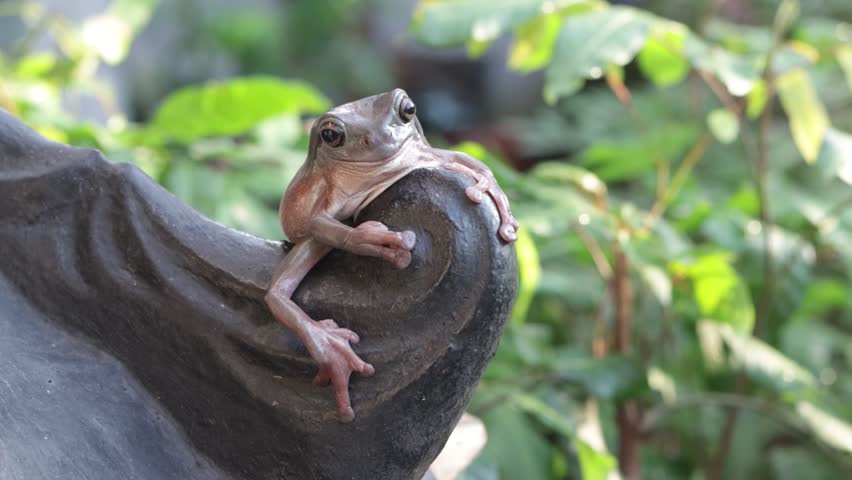 Footage Dumpy frog "litoria caerulea" close-up on wood,Exotic green tree frog resting on branch in tropical nature