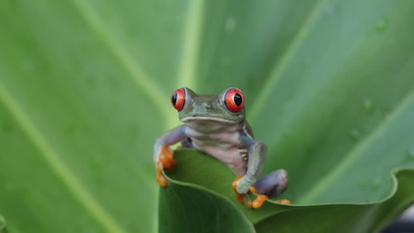 Footage Red-eyed tree frog closeup on green leaves, Red-eyed tree frog (Agalychnis callidryas) closeup, Exotic animal of rain forest