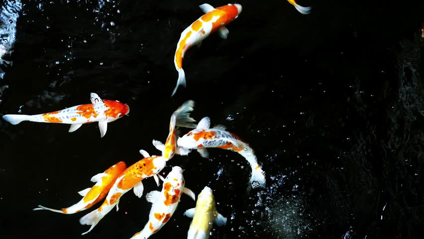 Colorful koi fish swimming in a garden pond . Top view. Colorful koi fish swim in the fish pond inside the house. 4k resolution.