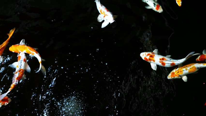 Colorful koi fish swimming in a garden pond . Top view. Colorful koi fish swim in the fish pond inside the house. 4k resolution.
