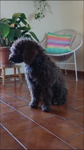 Adorable curly-haired brown poodle sitting on a tiled floor inside a cozy living room, then gracefully lying down to relax and looking attentively at the camera with a calm expression