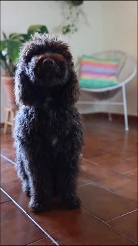 Cute brown poodle puppy sitting on the tiled floor of a cozy living room, looking up attentively and lifting its paw in a playful gesture, showing obedience and training