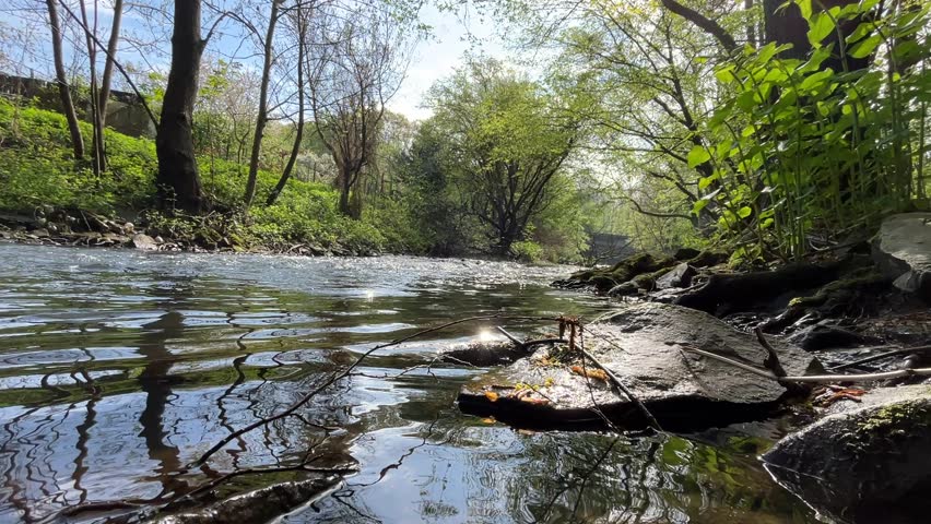 the small, tranquil stream in the forest