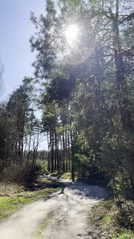 A peaceful spring walk through a pine forest with fresh greenery and soft light creating a calm natural atmosphere and gentle seasonal renewal