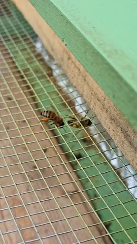 Close-up of bees entering hive with pollen sacs through protective entrance grid