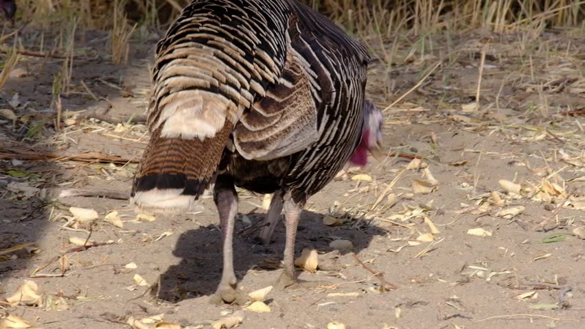 Tracking shot of a wild turkey walking on dry ground in its natural habitat. Cinematic follow shot for nature documentaries, wildlife education, and rural lifestyle backgrounds.