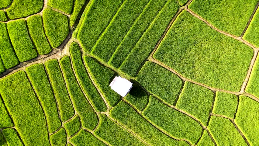 Experience the breathtaking beauty of Chiang Mai rice fields, where vibrant green terraces stretch across the landscape and a serene hut offers a peaceful escape amidst nature. Chiang Mai, Thailand