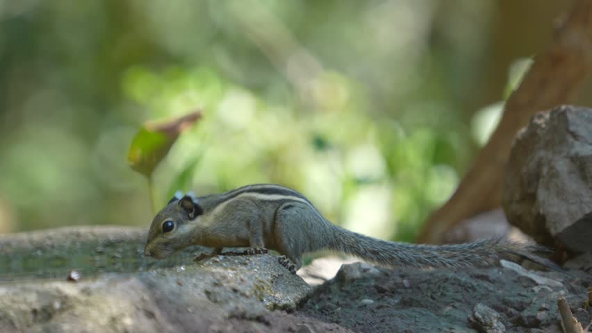 Cambodian Striped Squirrel drink from ponds during the dry season in natural habitats in the forest Thailand.