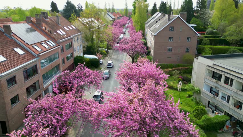 Aerial view of a street lined with vibrant pink blossoms contrasting against the muted tones of houses and cars, Watermael-Boitsfort, Brussels, Belgium.