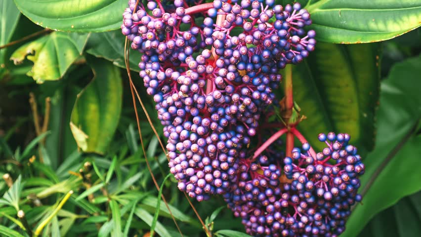 Medinilla speciosa berries hanging from stem in tropical garden, purple fruit clusters among green leaves, botanical nature background, documentary .