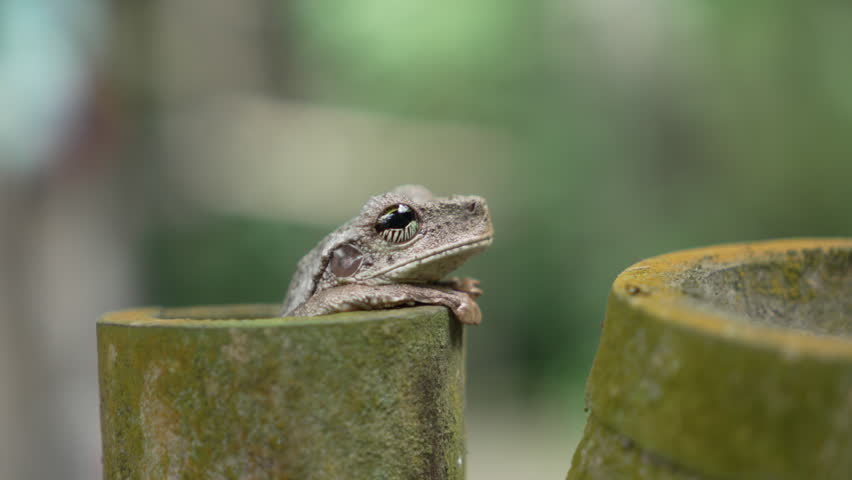 A Tawny Treefrog, Osteocephalus taurinus, sitting on a rainforest leaf