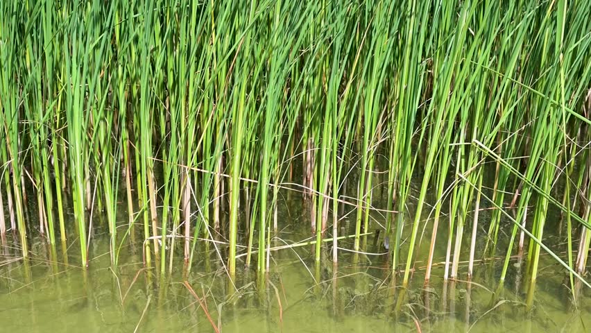 Slow motion footage of tall green cattail stems with brown cylindrical spikes from their roots in water to their crowns