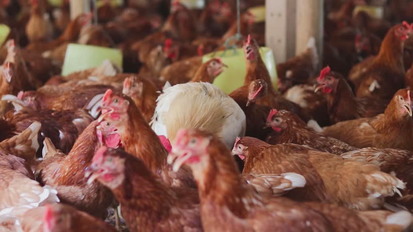 Close up of white chicken in chicken farm