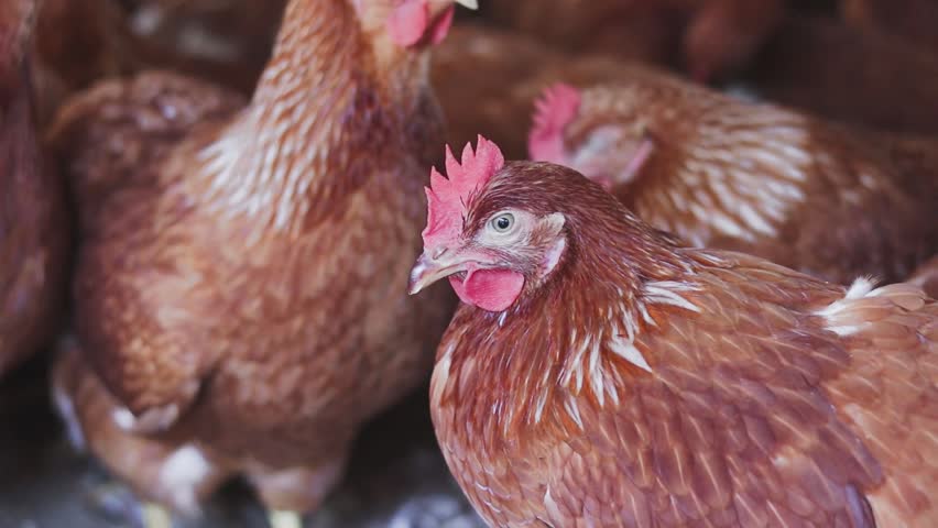 Close up of brown chicken in chicken farm