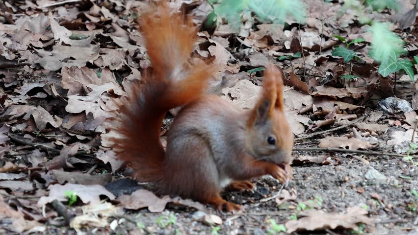 Red squirrel moves from sniffing the ground to holding a nut in its paws, surrounded by fallen leaves in a serene forest environment