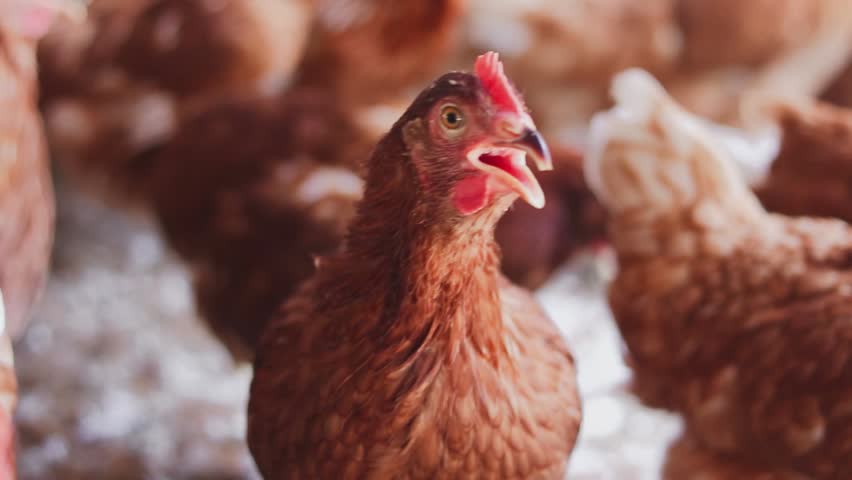 Close up of brown chicken in chicken farm