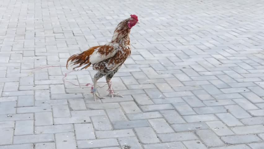 Chicken walking on the ground outdoors