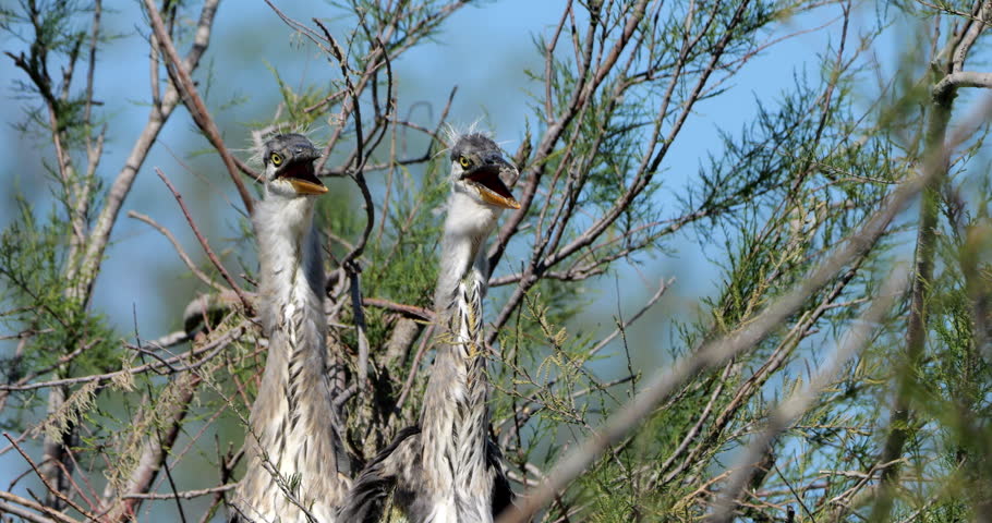 Couple of Grey herons, Ardea cinerea, perched on their dormitory tree, the Camargue, Southern France