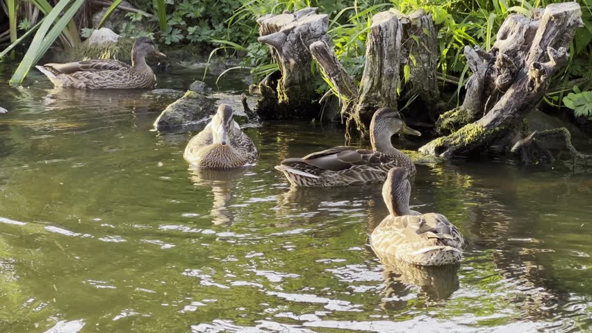 Brownish ducks swimming on a calm lake during a sunny summer day. The birds move gently across the water surface, reflecting bright sunlight and creating a peaceful natural wildlife scene
