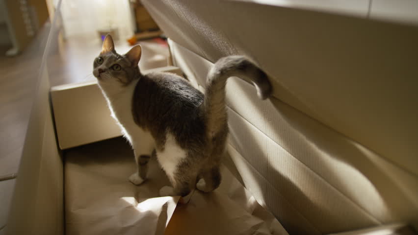 Tabby and white domestic cat stepping out of a cardboard box at home, tail raised and curious in warm natural light.
