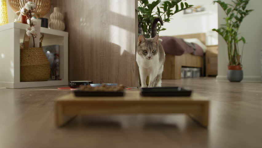 Domestic cat walking toward food bowls on a wooden floor in a cozy home interior, showing feeding time and everyday pet routine.