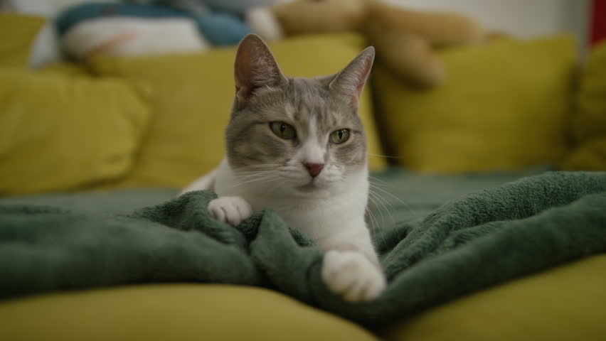 Calm gray and white domestic cat resting on a green blanket over a yellow couch in a cozy living room interior.