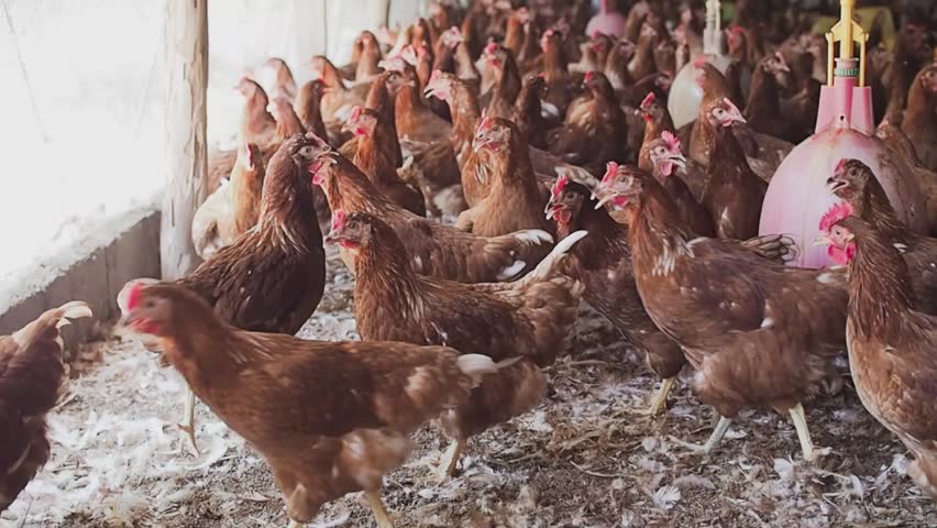 A lot of brown chicken in chicken farm